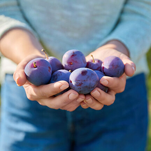 Plums in hands