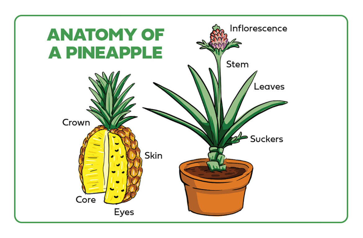 Types of Pineapple | Pineapple Facts | The Table by Harry & David