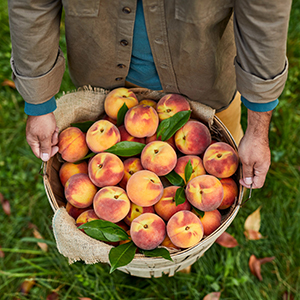 Types of peaches in a basket