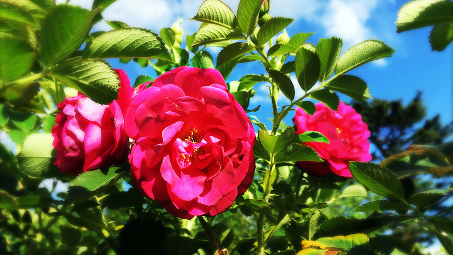 Benefits of plants with a closeup of a pink rose.