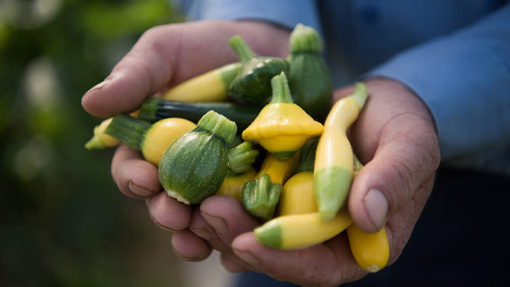 https://www.harryanddavid.com/blog/wp content/uploads///summer squash in hands x