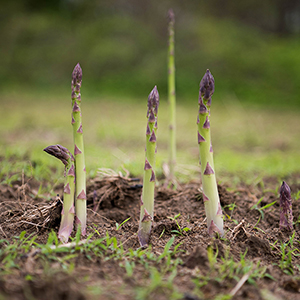 Asparagus shooting up from the ground