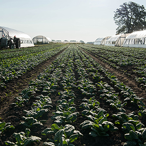 Rows of spinach in the ground