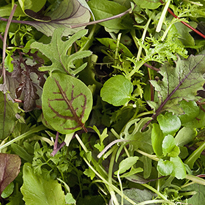 Spring mesclun up close