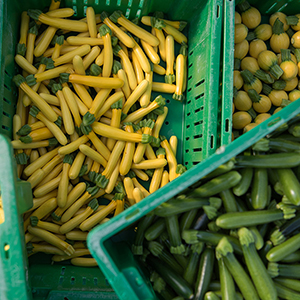 Summer squash in bins