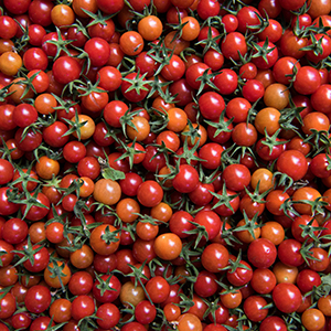 Multi colored cherry tomatoes