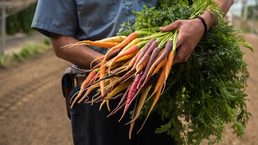 https://www.harryanddavid.com/blog/wp content/uploads///chefs garden carrots in hands x