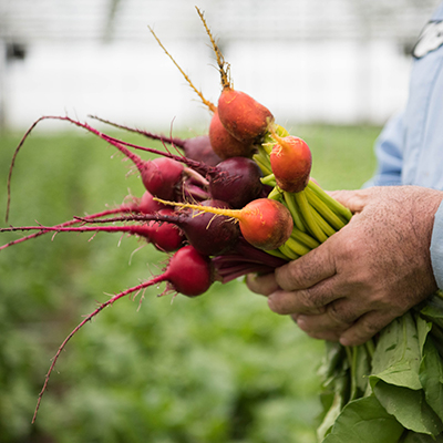 how to keep vegetables fresh beets