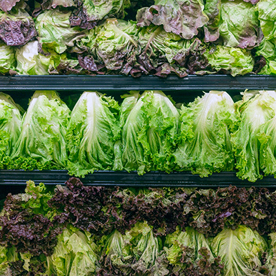 Rows of organic grocery store lettuce