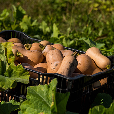 how to keep vegetables fresh squash