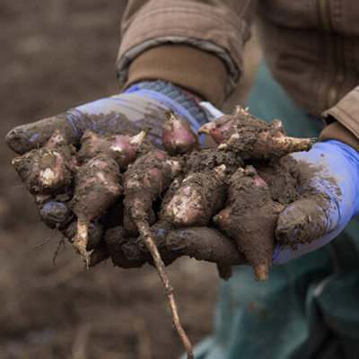 https://www.harryanddavid.com/blog/wp content/uploads///jerusalem artichokes guide